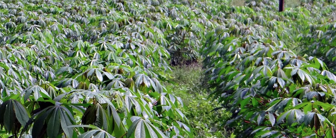 Spildprodukter fra Cassava planten får nyt liv i fødevareproduktionen
