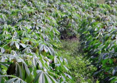 Waste products from the Cassava plant gain new purpose in food production
